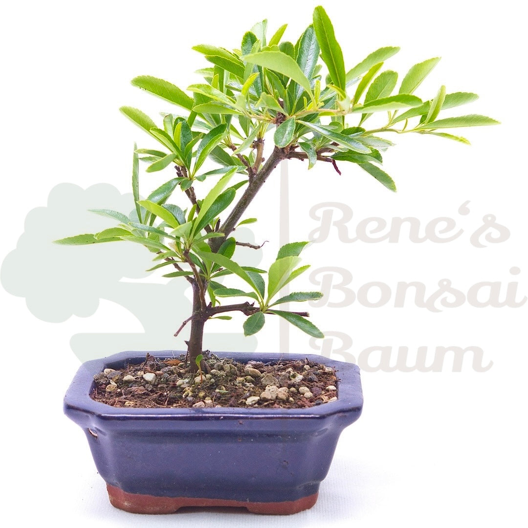 Schmalblättriger Feuerdorn 'Pyracantha angustifolia'